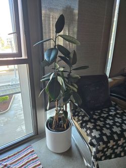 Rubber plant 5 ft