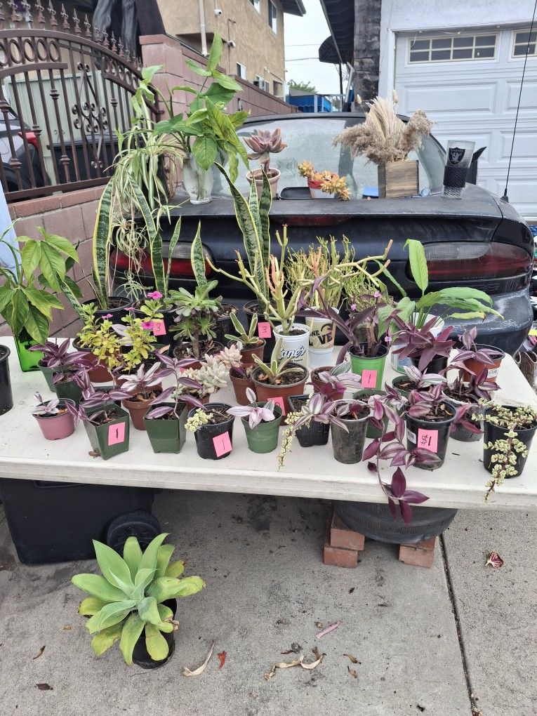 Big Variety Of Beautiful Plants from $1 to $5