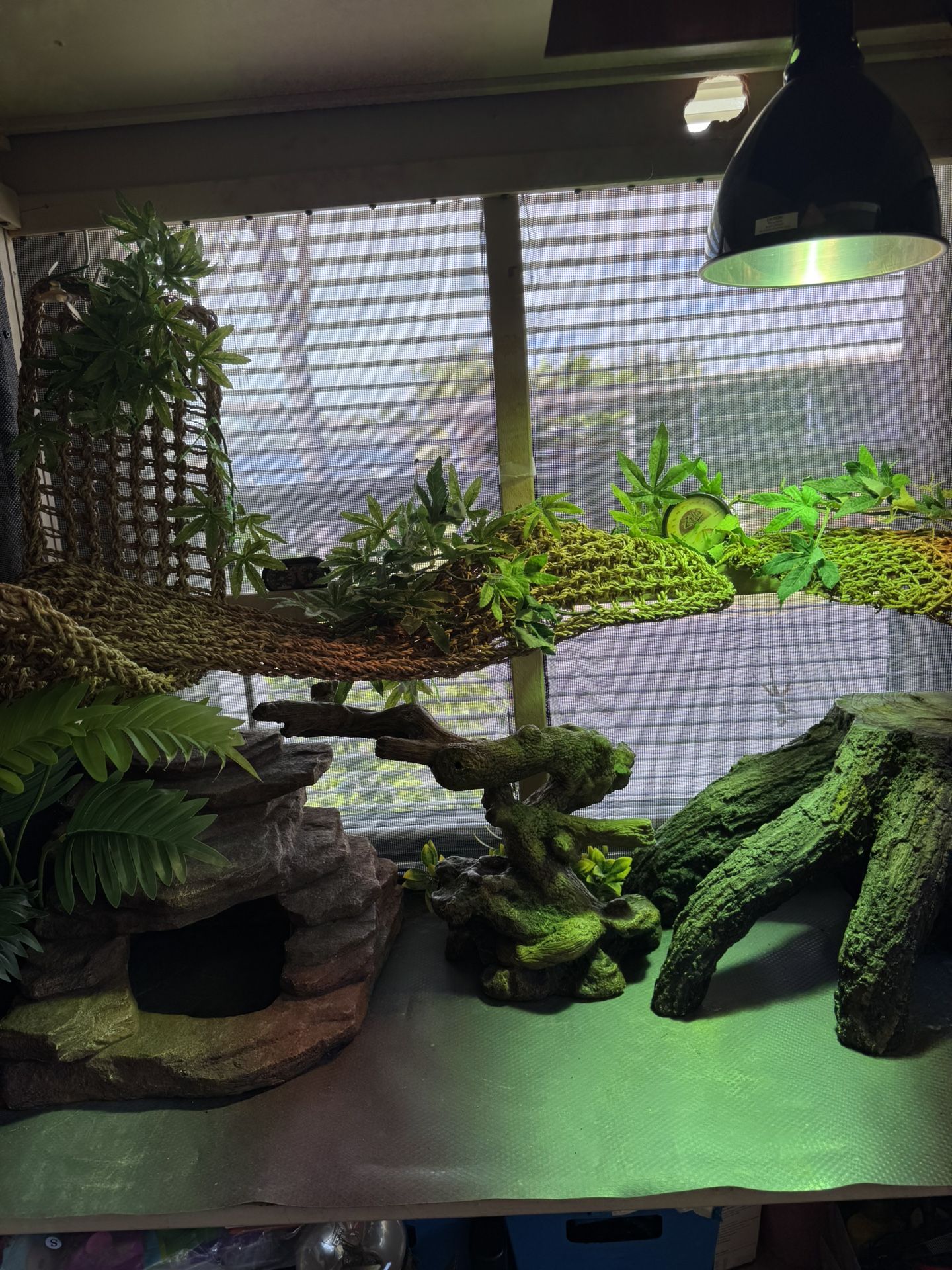 Hides etc. Used For Beardie