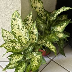 ♥️22”H GORGEOUS♥️Dieffenbachia Dumb Cane  evergreen Plant🙏PLS READ DESCRIPTION 