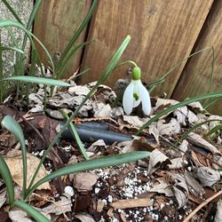 Snowdrop galanthus plant 10 bulbs