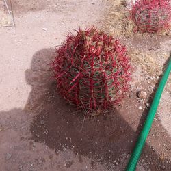 Fire Barrel Cactus  Ferocactus.