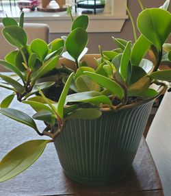 House plant