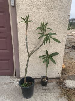 Plumeria Plants For Sale
