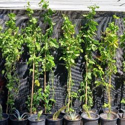 7ft To 8ft Purple Passionfruit Vines In 5 Gal Pots