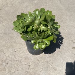 Green Succulents 