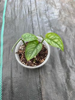 Monstera ‘Siltepacana’