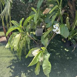 Plants