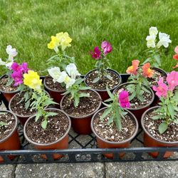 Beautiful Snapdragons in 4" Pots - Set of 4