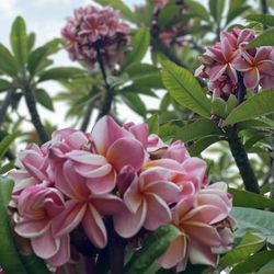 Pink Plumeria Clippings Starting At $5.00