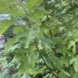 SILVER MAPLE TREES SHADE