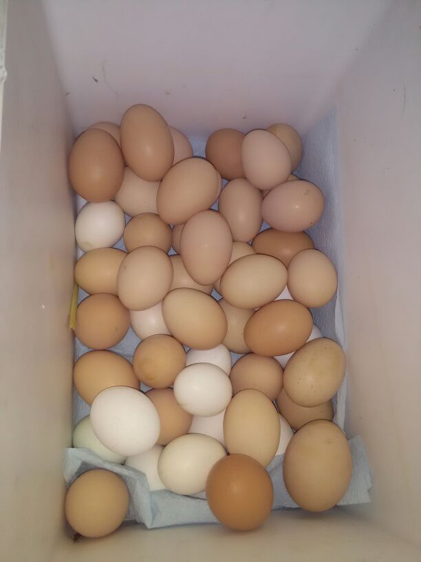Organic chicken eggs.5dollars a dozen