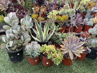 Variety Of Succulents Plants