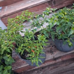 Wiri Wiri Pepper Plants. $20 Each