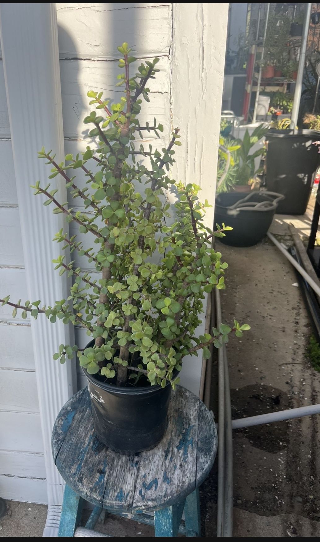 Elephant Bush Succulent 