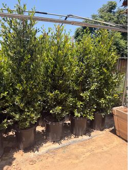 Carolina cherry privacy shrubs 15 gal