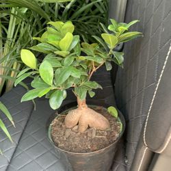 Gensing Ficus Bonsai Tree Plant!! ONLY $35!