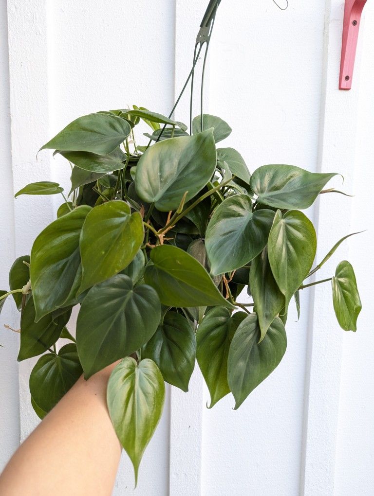 Philodendron Cordatum Heartleaf Plant 6" Pot - Indoor House Plants