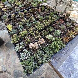 2inch Succulent Plants