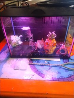 Small Fish Tank 
