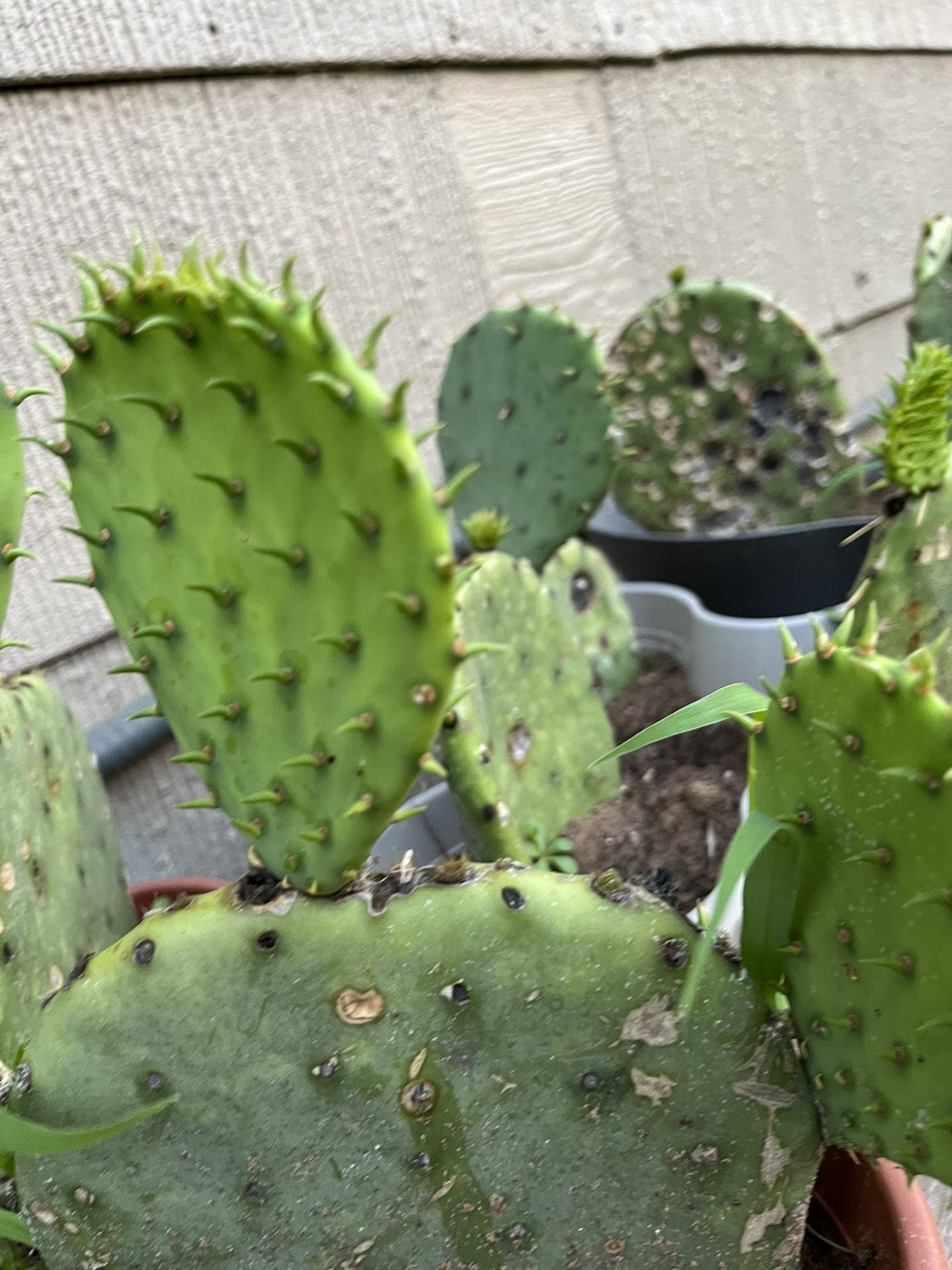 Nopal De Castilla 10 dolares