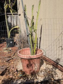 Cactus and pot