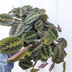 Red Maranta Plant 6" Pot - Indoor House Plants