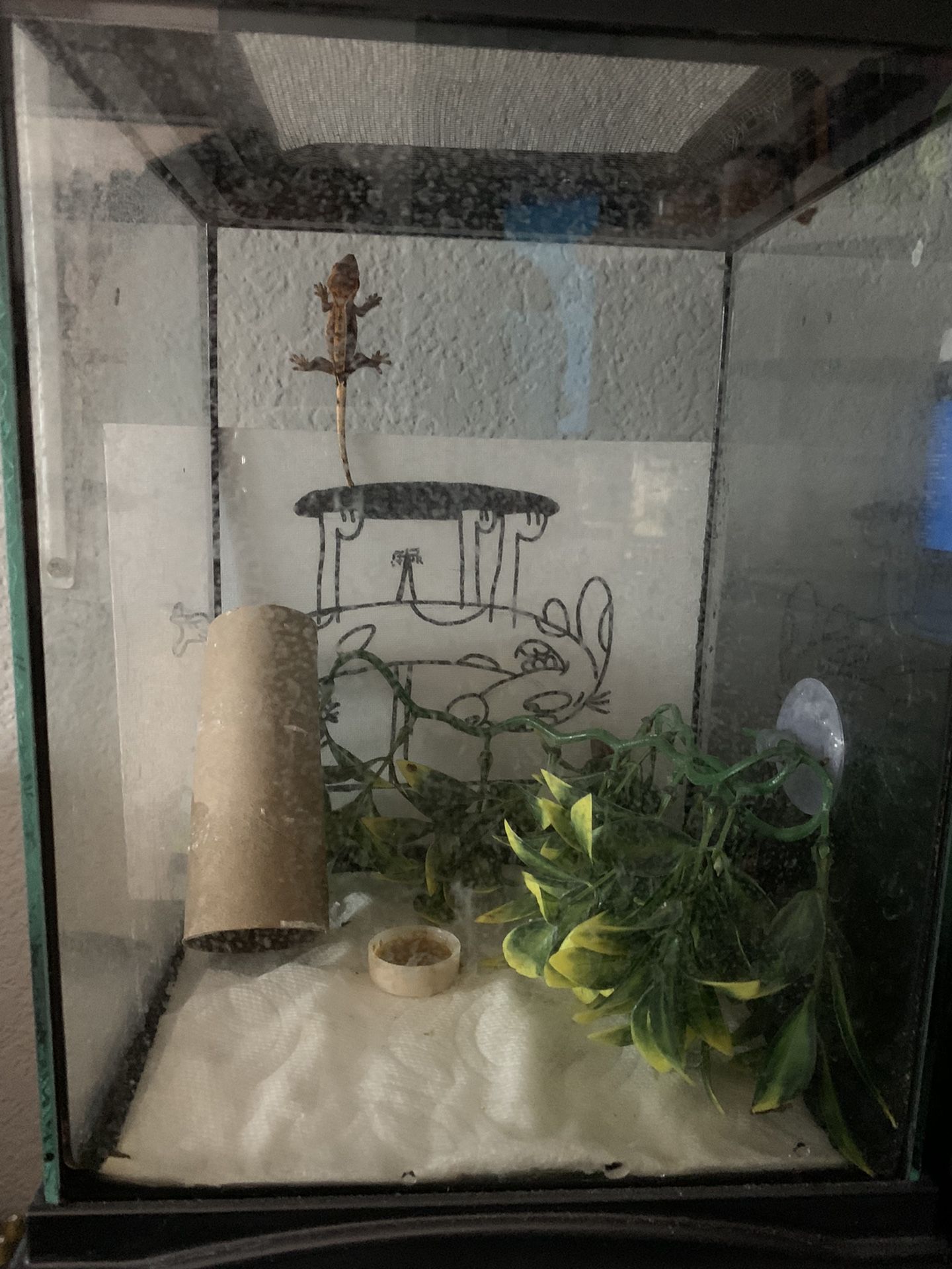 Crested Gecko Tank 