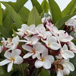 Plumeria Plant Cutting 10 Each 