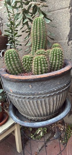 Cactus!
