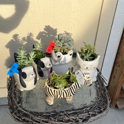 Cute Succulent Planters