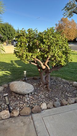 FREE Portulacaria Afra Cuttings