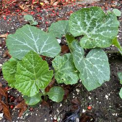 Pumpkin Seedlings 