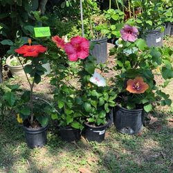 Plants/baskets 
