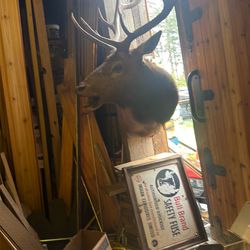 Taxidermy elk Mount
