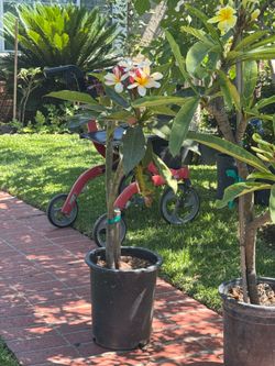 Red and yellow plumerias in 5 gallon $30