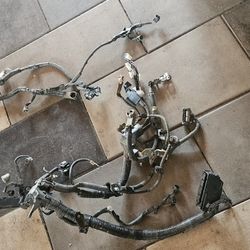 Harness 