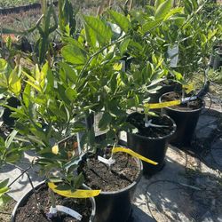 Citrus Trees Fruit Bearing Age