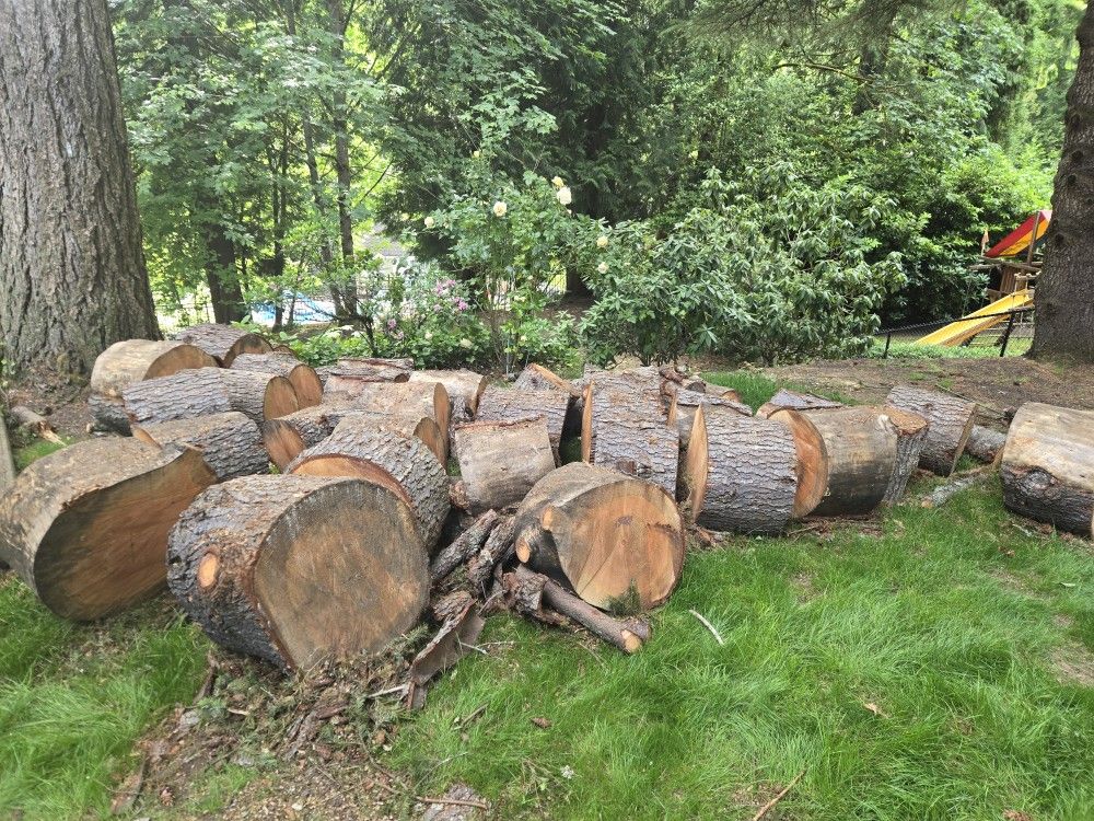 Free Round Wood From 2 Large Pine Trees