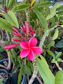 Very healthy plumeria plants
