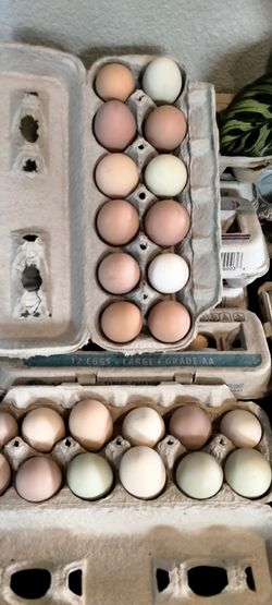 Productos de gallina frescos día a día