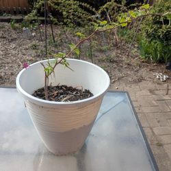 Raspberry, Succulent, Money Tree, Spider Plant 