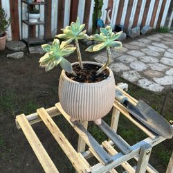 Potted Succulent 