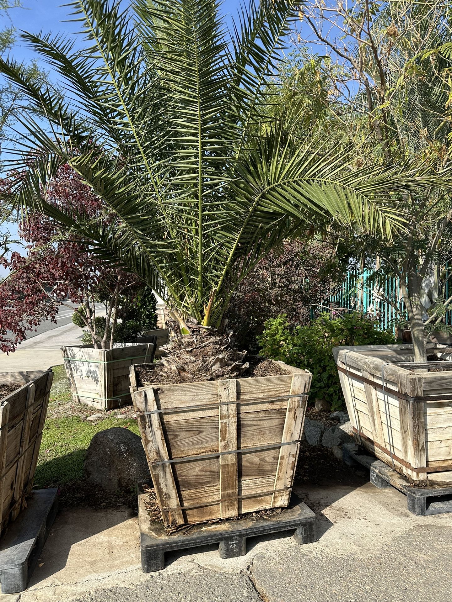 Canary Date Palm Tree 36” Box