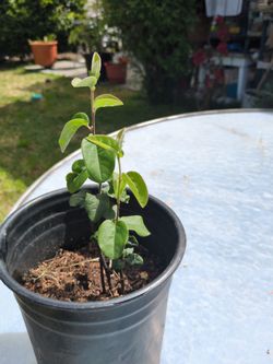 Organic membrillo..(quince )