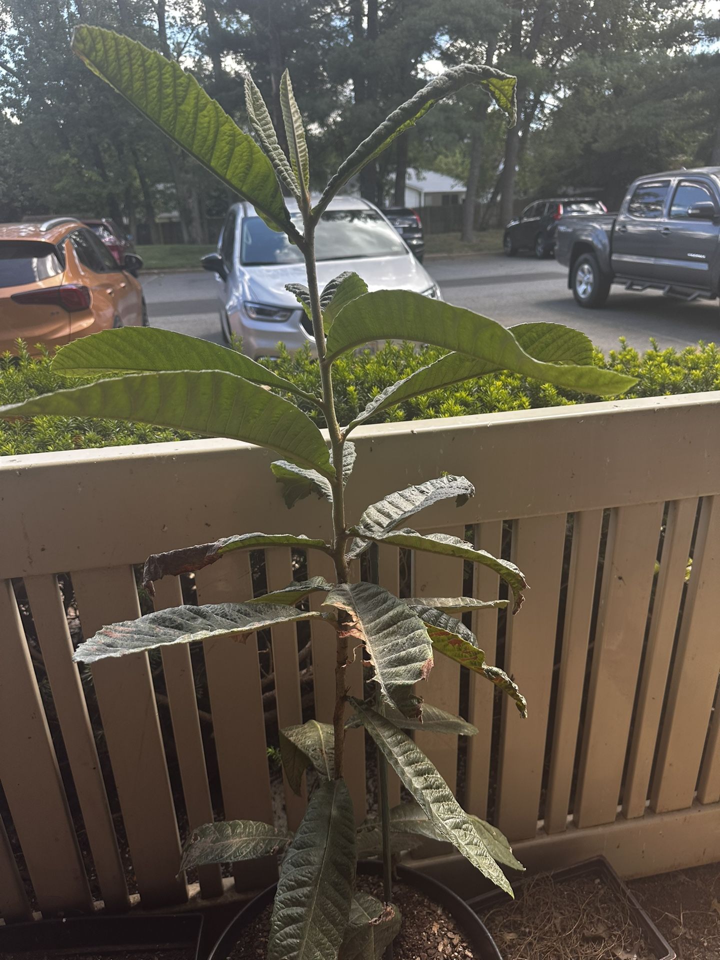 Loquat Plant With Pot