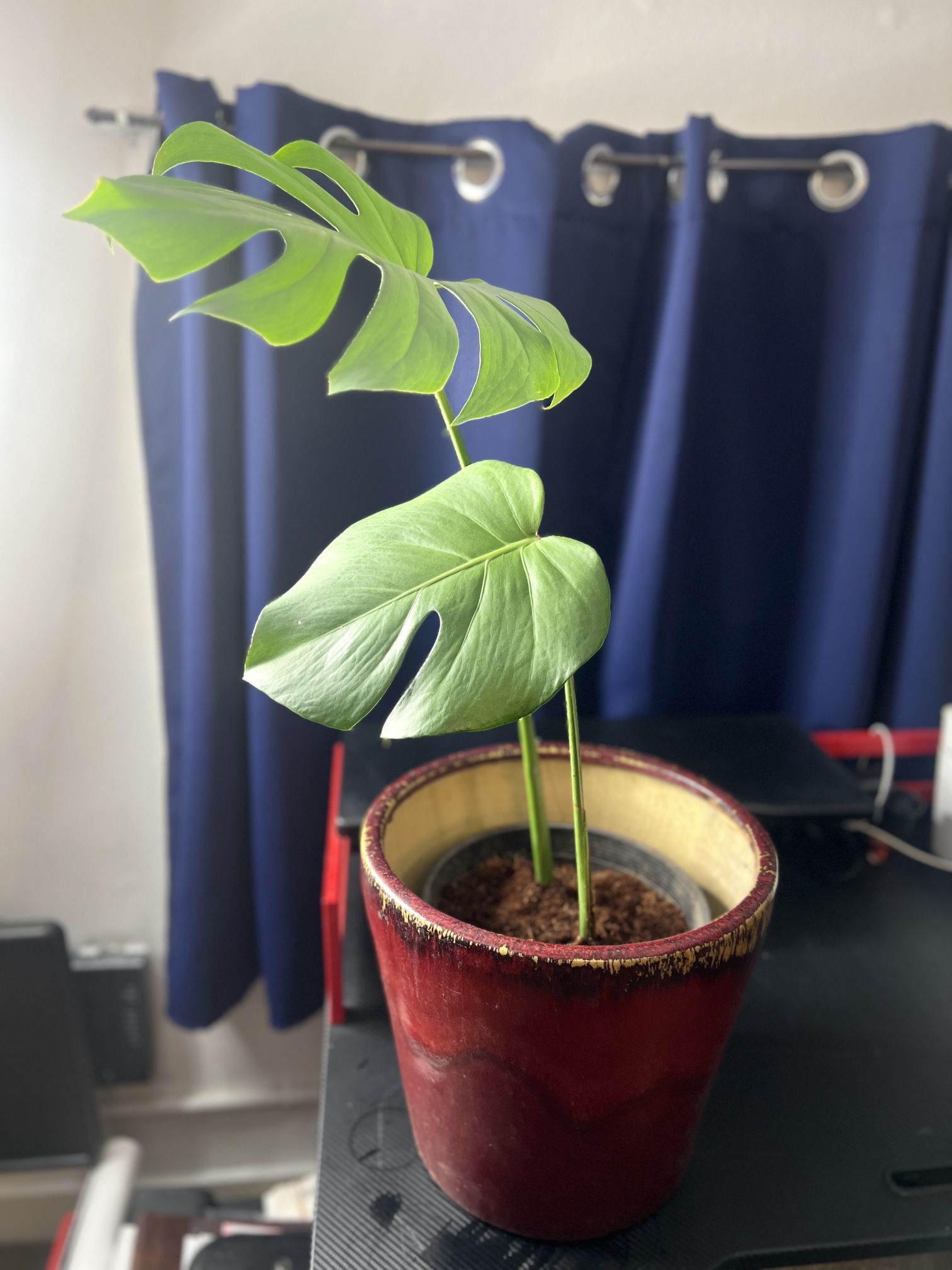 Monstera deliciosa In Pot To Grow Into! (great Gift!) 