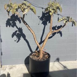 Large Mature Kalanchoe Tree