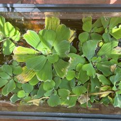 Water Lettuce For Aquarium/ponds