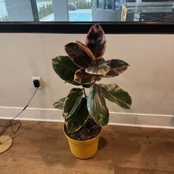 Rubber Plant (live Plant)